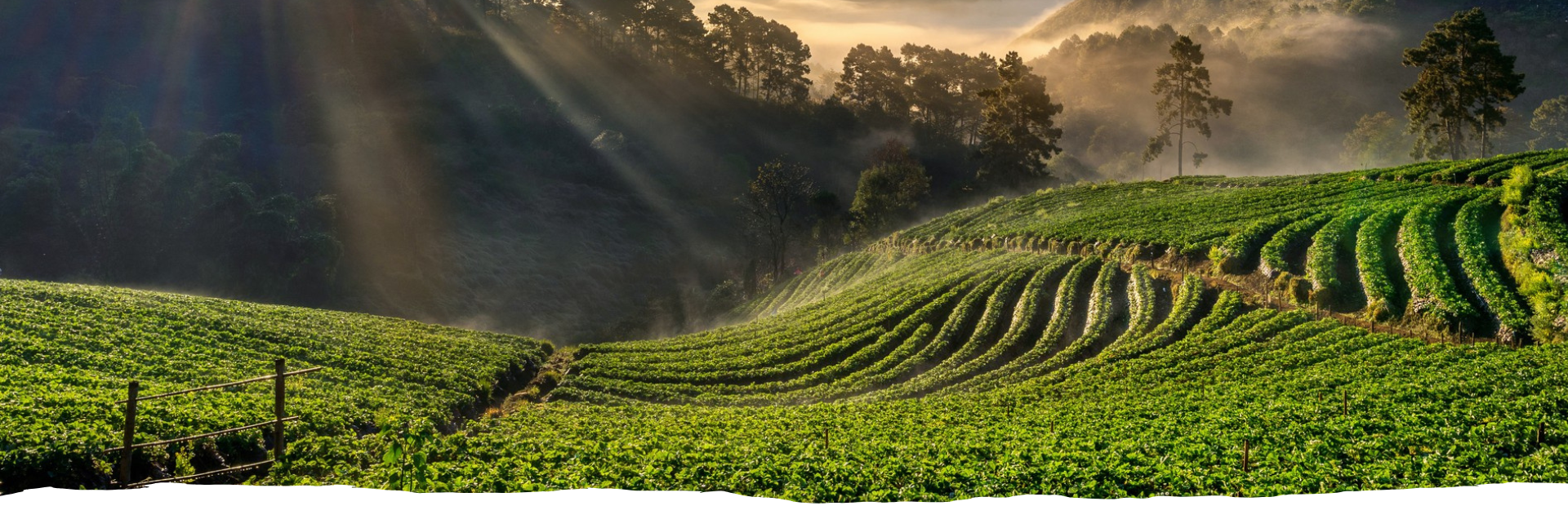 Sklep z herbatami online